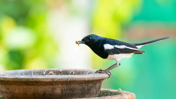 Oriental Magpie Robin Com Uma Minhoca Bico Poleiro Uma Tigela — Fotografia de Stock