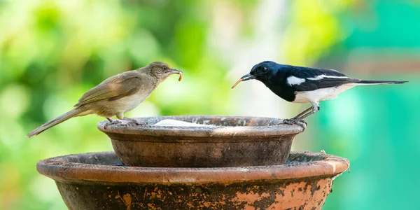 Oriental Magpie Robin Streak Eared Bulbul Com Minhocas Nos Bicos — Fotografia de Stock