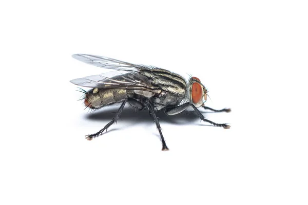 Rechts Uitzicht Housefly Geïsoleerd Witte Achtergrond — Stockfoto