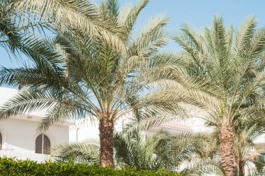 Palm. Palmiye yaprağı.