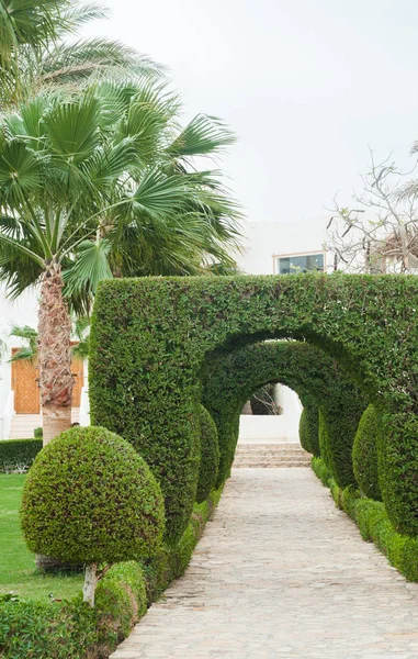 Parque con arbustos y césped verde, diseño de paisaje —  Fotos de Stock