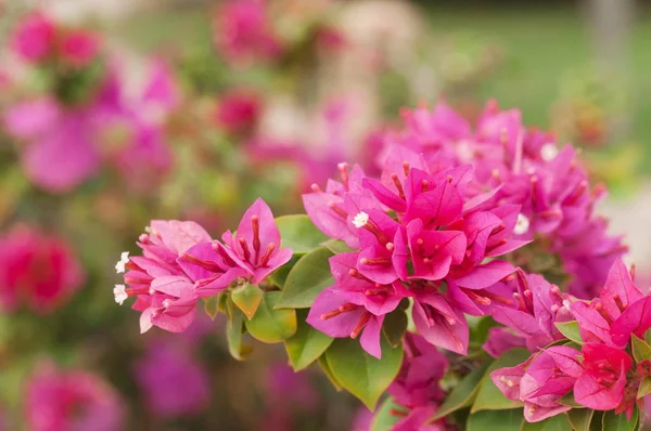 Pembe çiçekler. Çevre düzenlemesi. Çiçek Fotoğraf kavramı
