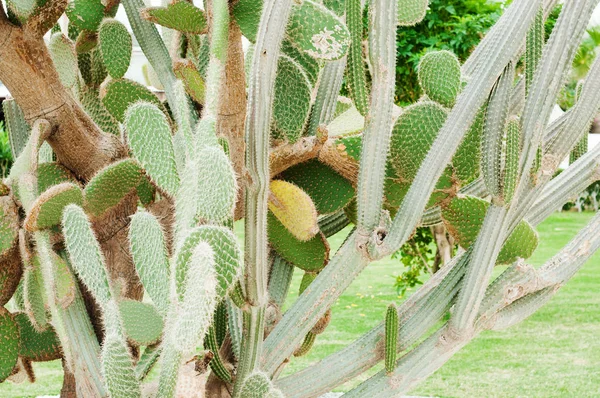 Kaktus krajobraz. Meksyk. Kaktus pola. Ogród kwiatu. Zbliżenie zielony Kaktus. Zdjęcie Stockowe