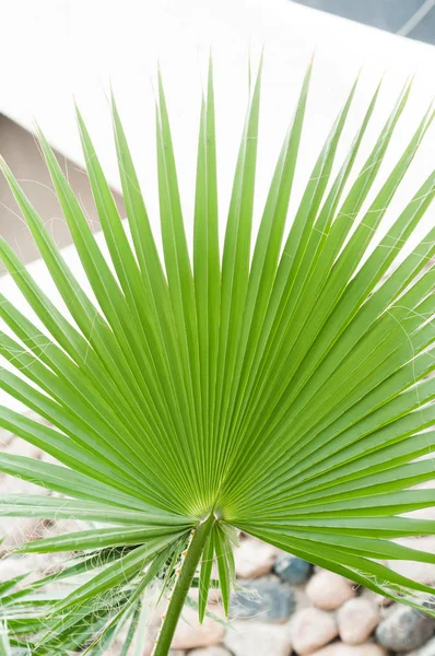 Liść palmowy. Koncepcja lato zdjęcie. Palmy Obraz Stockowy