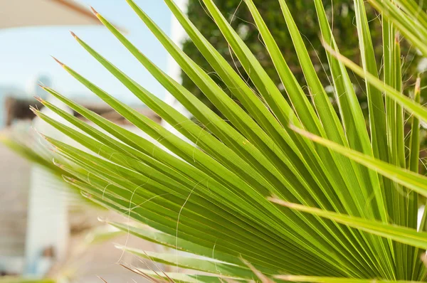 Liść palmowy. Koncepcja lato zdjęcie. Palmy Obrazek Stockowy