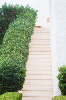 Çalıları ve yeşil çimenleri olan park, manzara tasarımı.