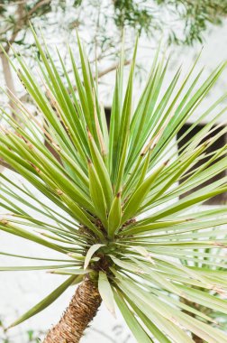 Palm. Palmiye yaprağı. Yeşil yaprak. Palmiye ağaçları