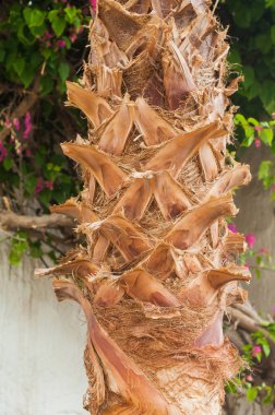 bir palmiye ağacının gövde