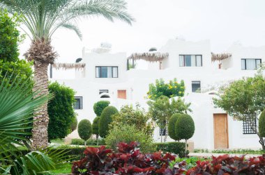 Çalıları ve yeşil çimenleri olan park, manzara tasarımı.