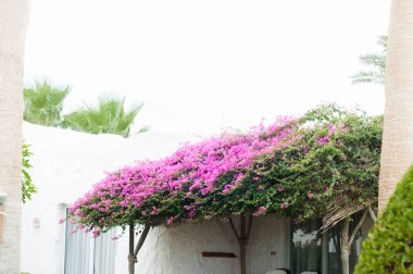 Çalıları ve yeşil çimenleri olan park, manzara tasarımı.