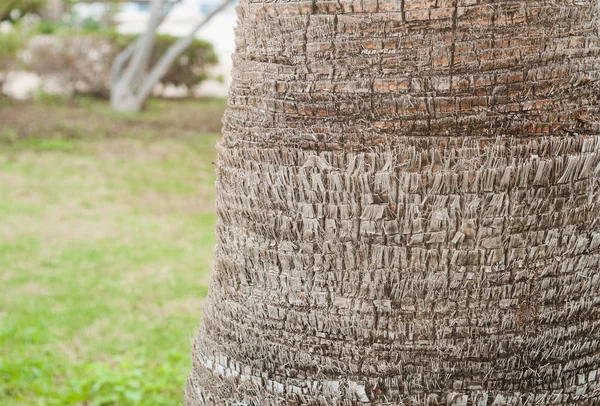 bir palmiye ağacının gövde