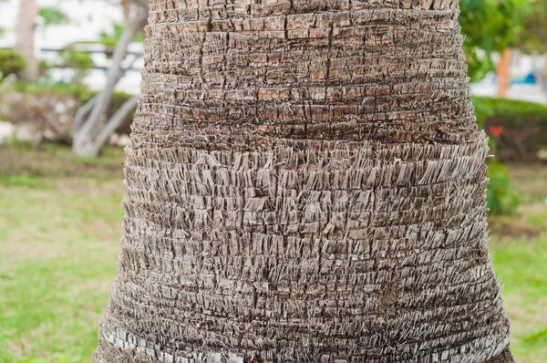 bir palmiye ağacının gövde