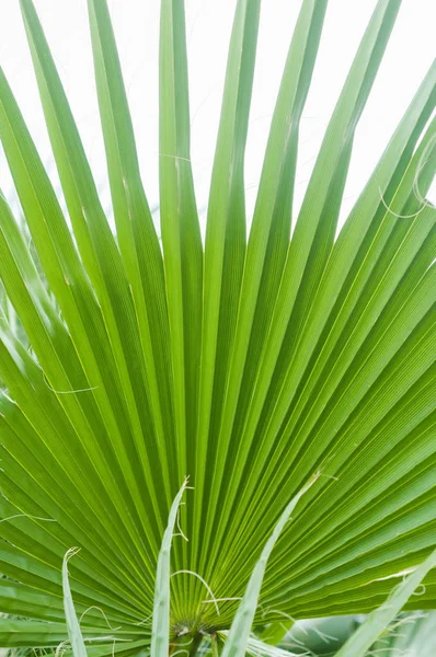 Dłoni. Liść palmowy. Zielony liść. Obraz Stockowy