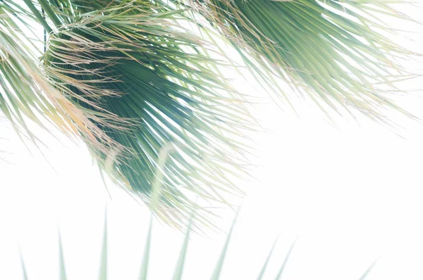 Dłoni. Liść palmowy. Zielony liść. Zdjęcie Stockowe