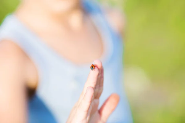 Ladybird yandan yakın çekim