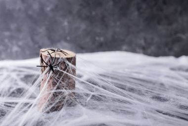 Cadılar Bayramı için arka plan. Örümcek web ve örümcekler. Boşaltmak