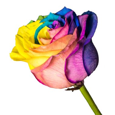 Beyaz arka plan üzerinde izole güzel çok renkli gül çiçek