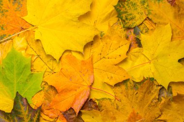 Sonbahar yeşil, sarı, turuncu, kırmızı, kahverengi akçaağaç arka plan kavramı görüntü bırakır.