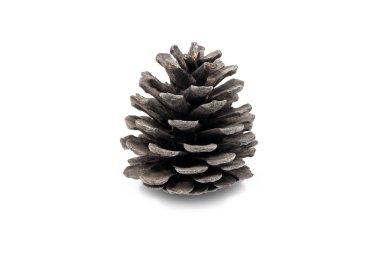 Beyaz arkaplanda çam kozalağı