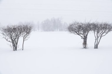 Moskova sokaklarında yoğun kar yağışı.
