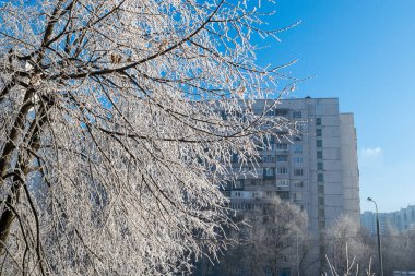 Ağaç buzlu dalları