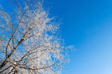 Ağaç buzlu dalları