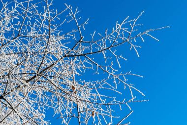 Ağaç buzlu dalları