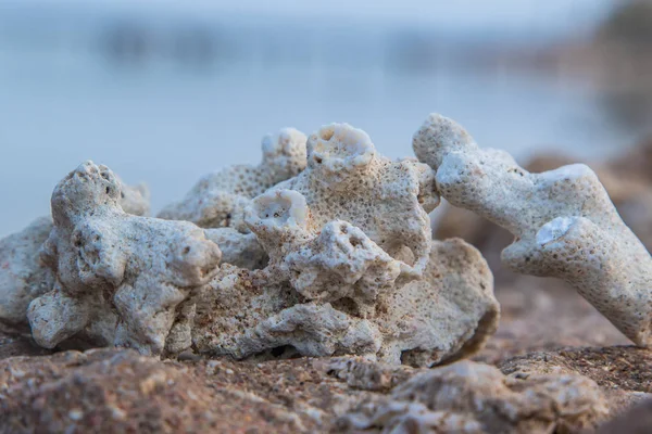 Közelről Coral Strandon — Stock Fotó