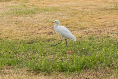 Bir çayırda beyaz balıkçıl