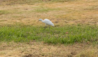 Bir çayırda beyaz balıkçıl