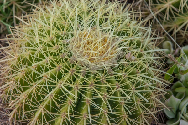 Close Textured Cactus Plant — Stock Photo, Image