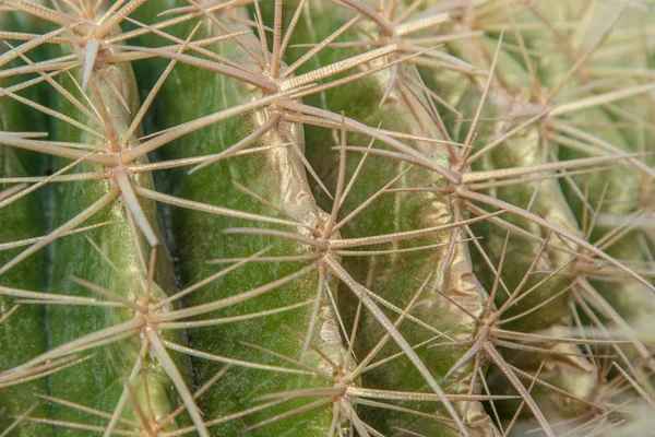Primo Piano Strutturato Della Pianta Cactus — Foto Stock