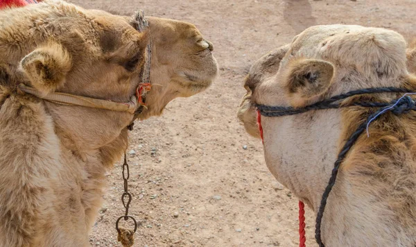 Two camel faces close up