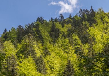 Dağ aralığı Marmarosa. Pip Ivan Dağı. Karpatlar 