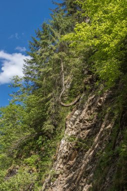 Dağ aralığı Marmarosa. Pip Ivan Dağı. Karpatlar 