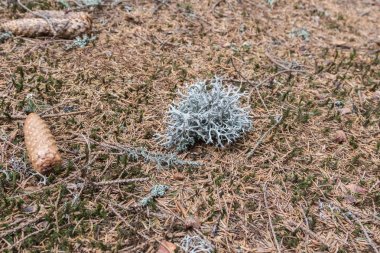 Icelandic moss. cough medicine. clipart