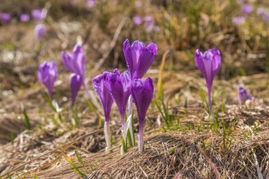 Güzel tek bahar crocus çim 