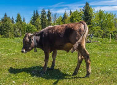Bir buzağı bir çayır on grazes 