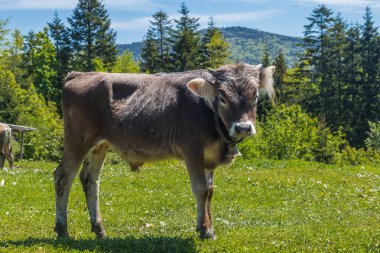 Bir buzağı bir çayır on grazes 