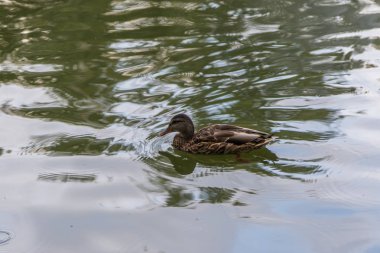 Gri ördek bir park pond yüzen 