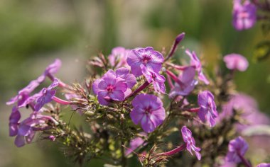 Yakın çekim çiçek phlok paniculata 