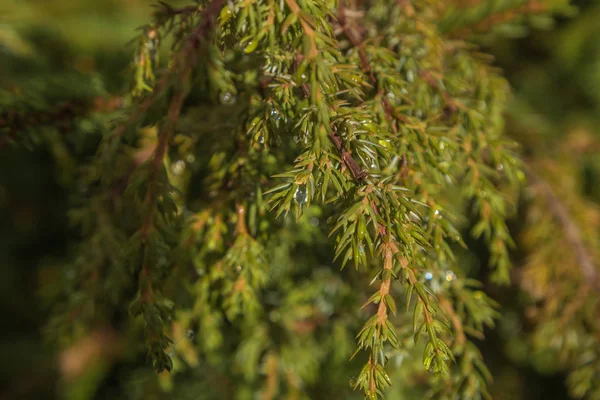 Spruce Gren Med Kottar Närbild Vacker Carpatians Natur — Stockfoto