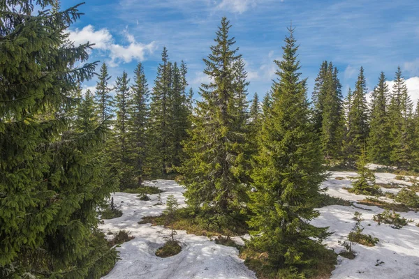 Dağ aralığı Marmarosa. Pip Ivan Dağı. Karpatlar 