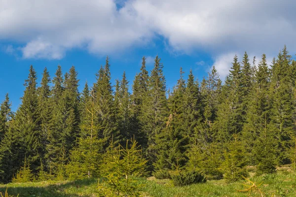 Dağ aralığı Marmarosa. Pip Ivan Dağı. Karpatlar 