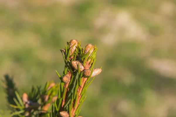Świerkowych Gałęzi Bliska Szyszki Piękna Przyroda Karpaty — Zdjęcie stockowe