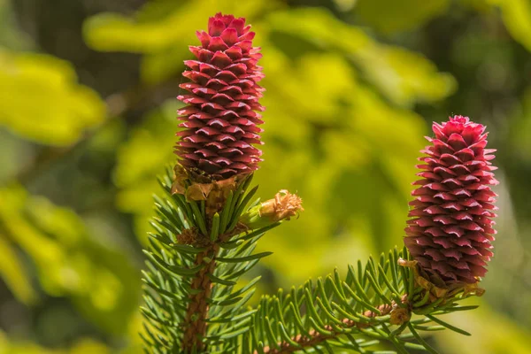 Ramo Abete Rosso Con Coni Primo Piano Bella Natura Carpatians — Foto Stock