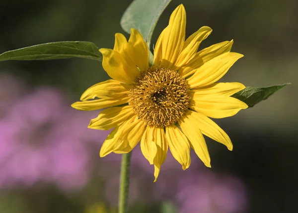 Gros Plan Sur Tournesol — Photo