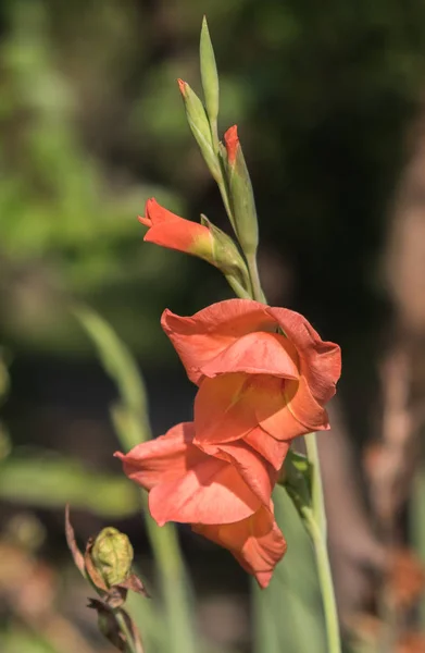 Close Flower Gladiolus — Stock Photo, Image