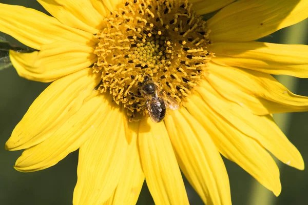 Пчела Собирает Нектар Цветка Подсолнуха — стоковое фото