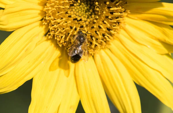 Bir Arı Nektarı Ayçiçeği Bir Çiçek Toplar — Stok fotoğraf